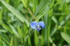 Commelina diffusa